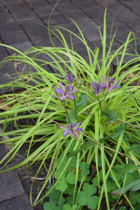 Tricyrtis - the toad lily